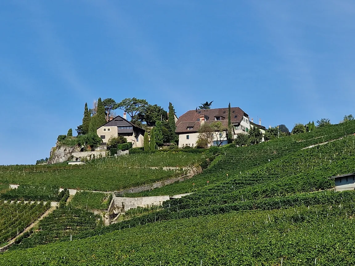 Les vignes de Lavaux