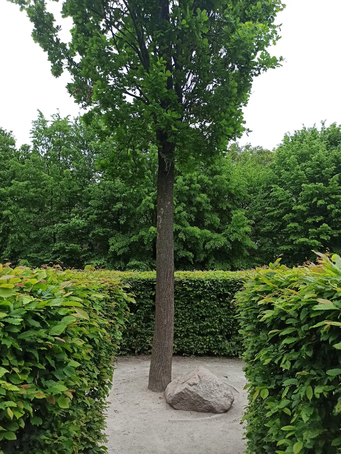 Grabowy Labirynt we Wrocławiu