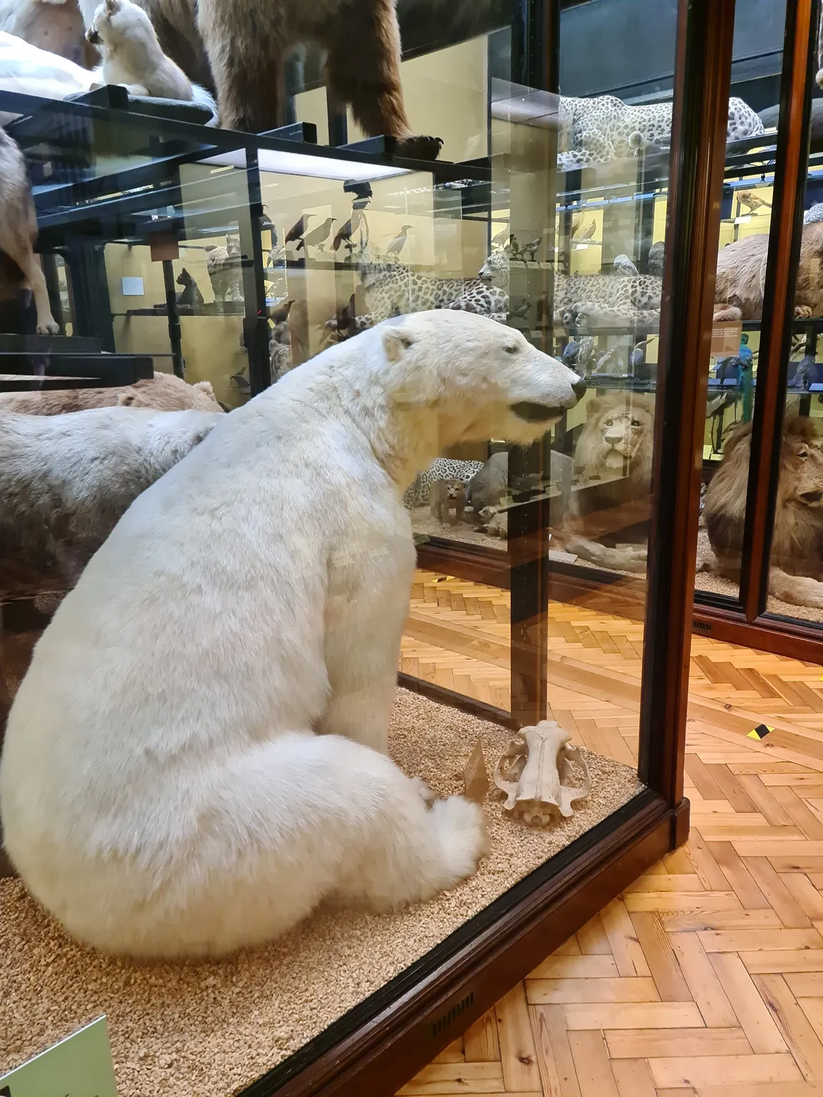 Muzeum Historii Naturalnej w Tring