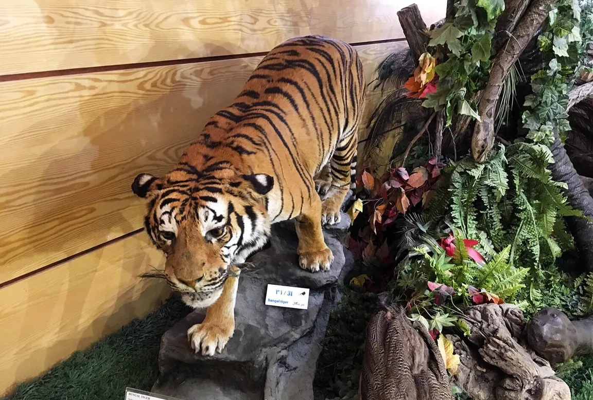 Iran Wildlife and Nature Museum - Dar Abad