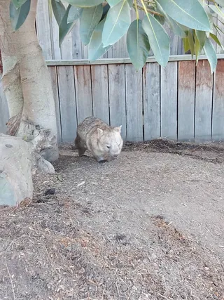 Wombat - Sydney Zoo