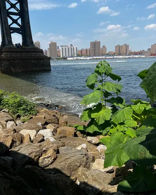 Manhattan Bridge Lookout