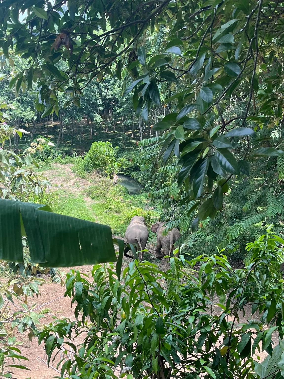 Following Giants Koh Lanta Ethical Elephant Sanctuary