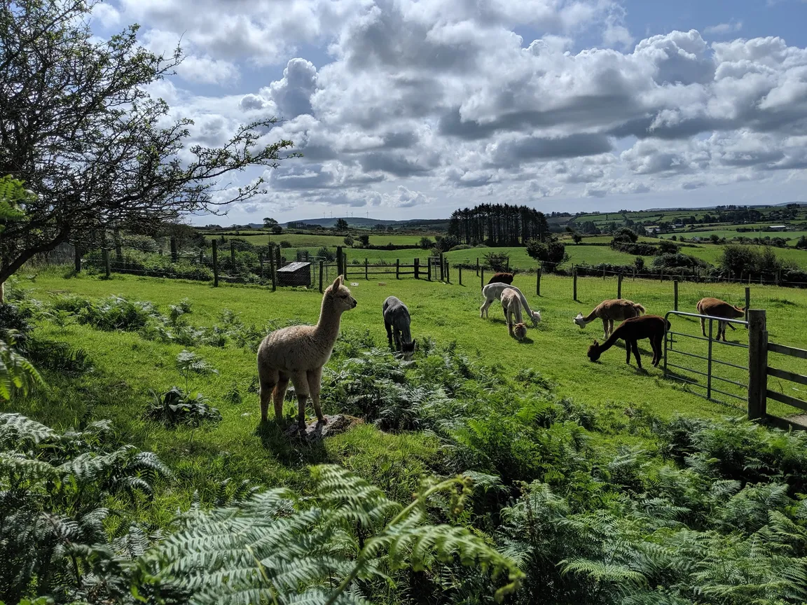 Waterfall Alpaca Farm (by appointment only)