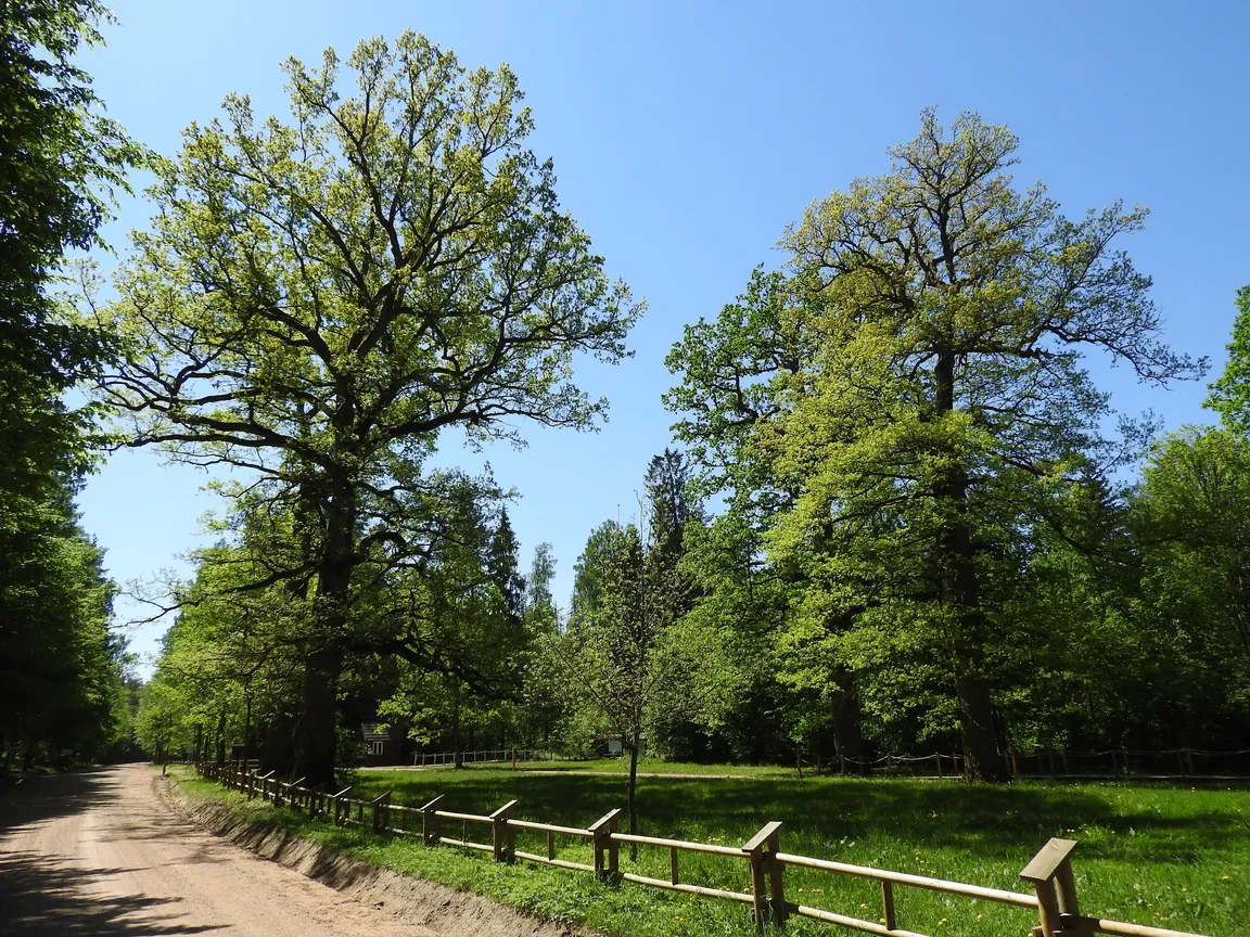 Stara Białowieża