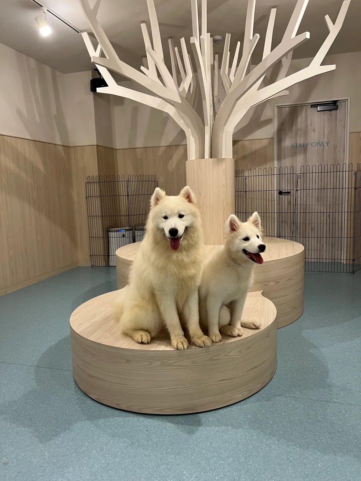Samoyed Cafe Al Osaka Kitahorie Branch