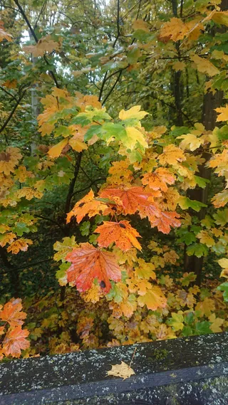Steinbachtal