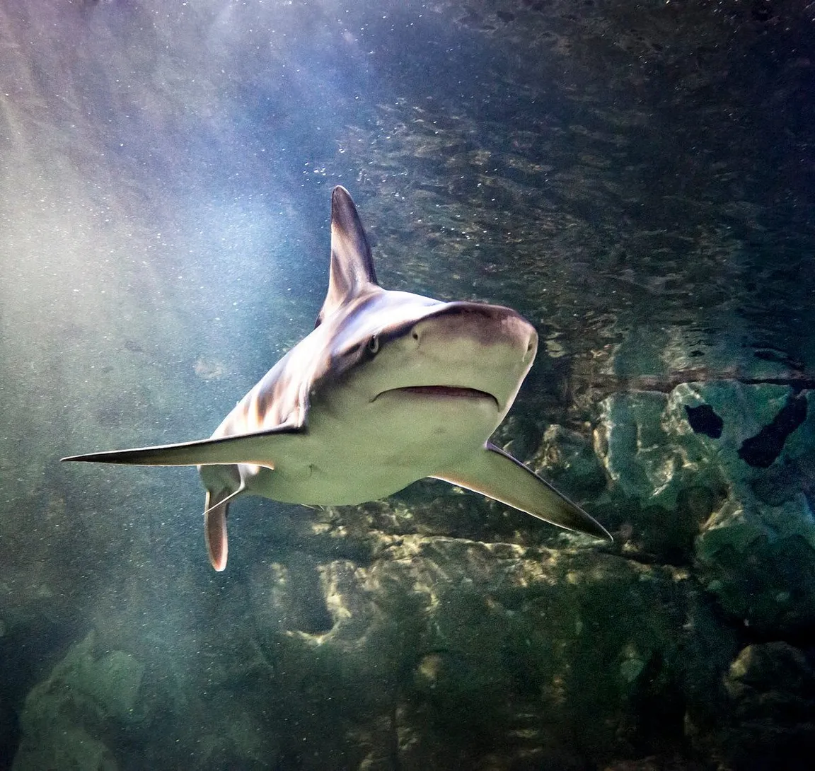 Sea Life Munich