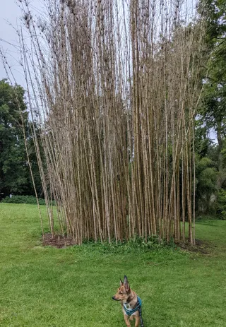 Treborth Botanic Garden