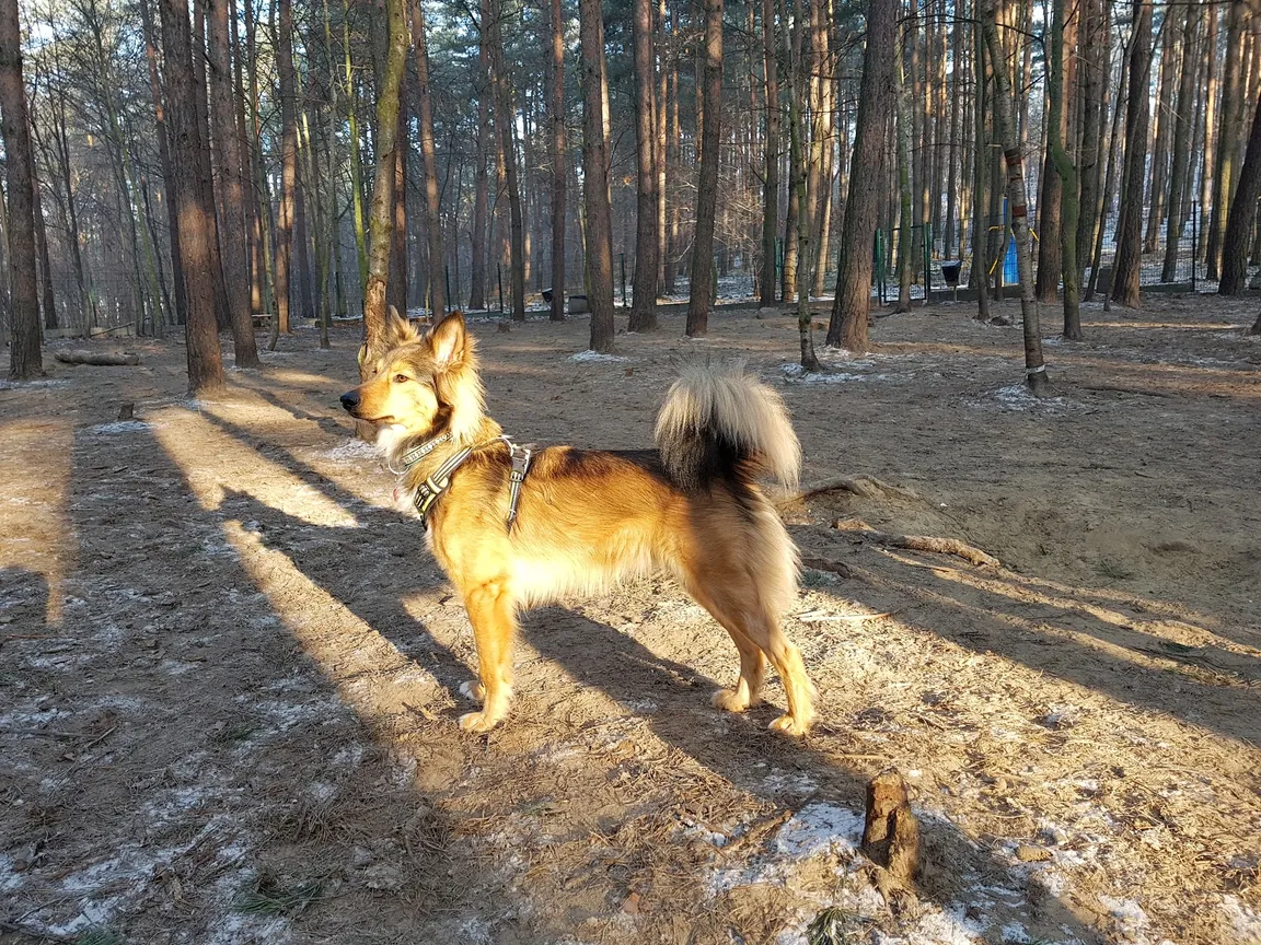 Wybieg dla psów