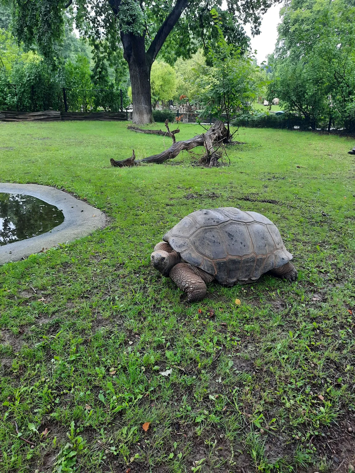 Ogród zoologiczny w Dreźnie
