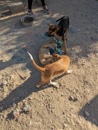 Samos Dog Rescue