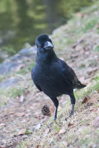 大濠公園 野鳥の森