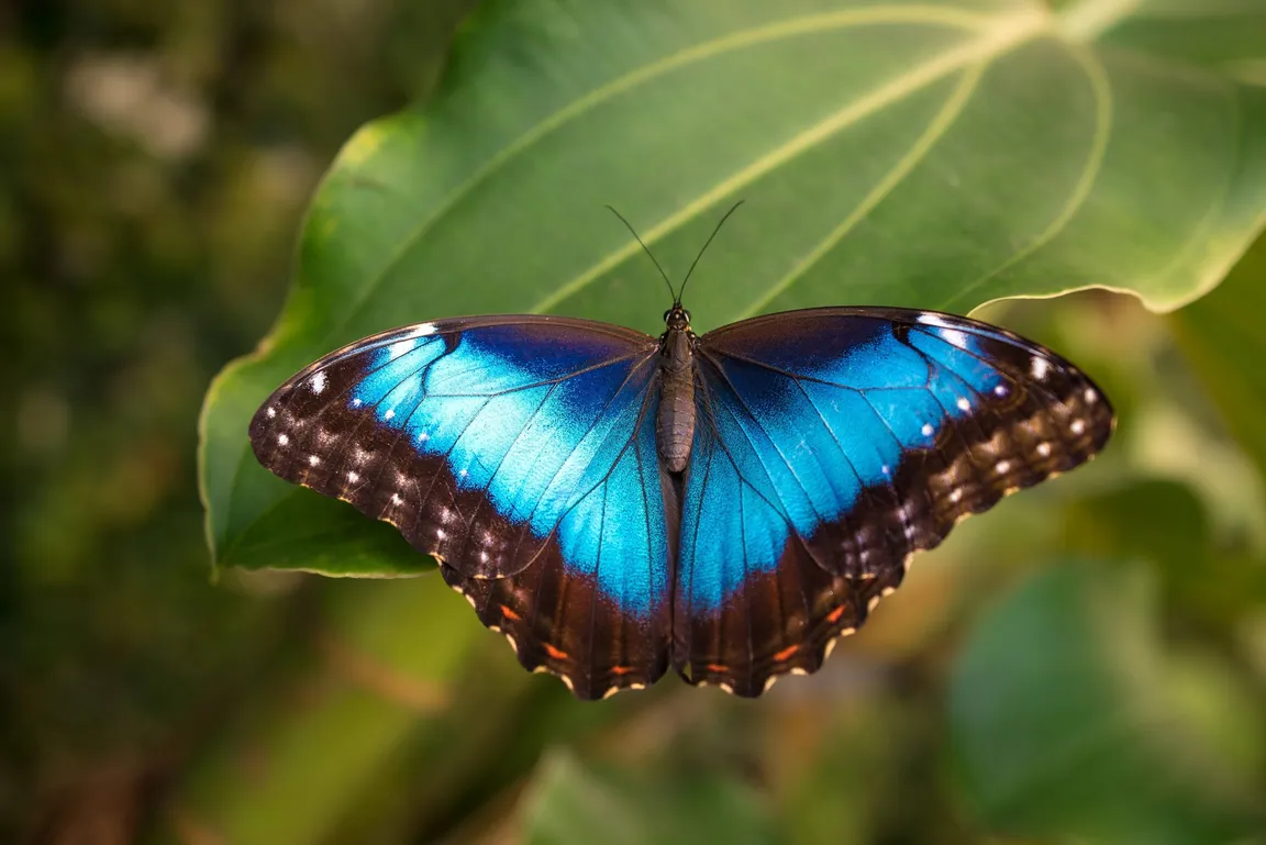 Mariposario del Drago Butterfly Park