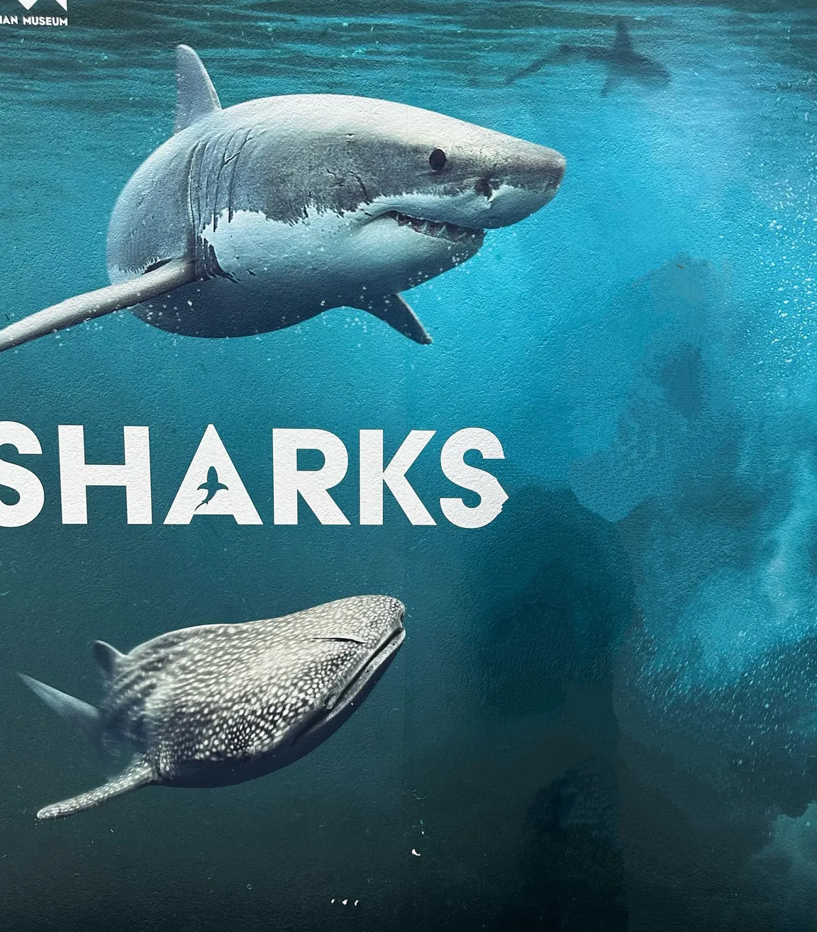 Shark exhibition at Frost Museum