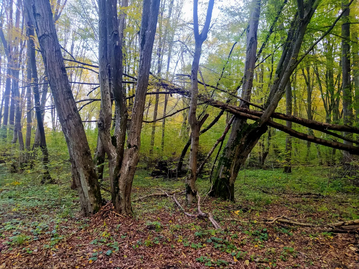 Rezerwat Las Zwierzyniecki