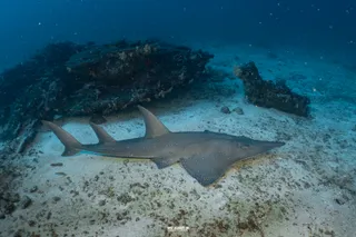 Scuba Diving Phuket Dive Tours Patong