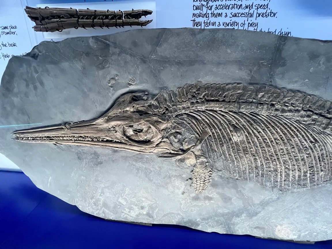 The Etches Collection Museum of Jurassic Marine Life