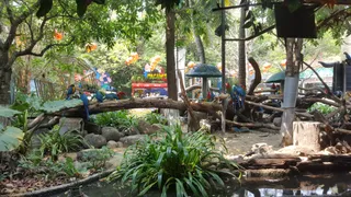 Bird Show
