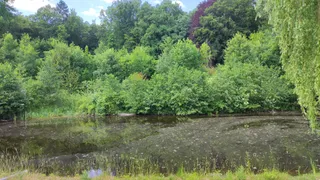 Dyckburgwald in Münster