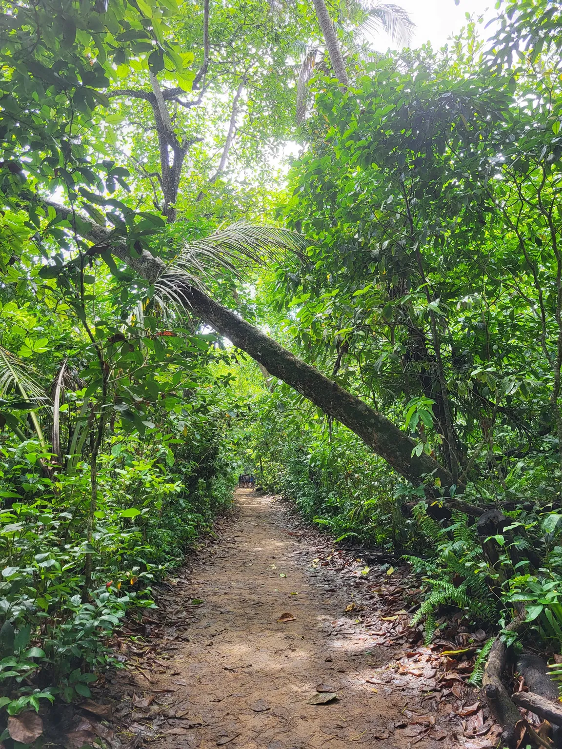 Park Narodowy Cahuita