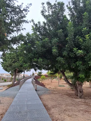 Pezogéphyra