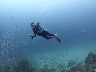 Nice Dive