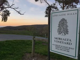 Morialta Vineyards