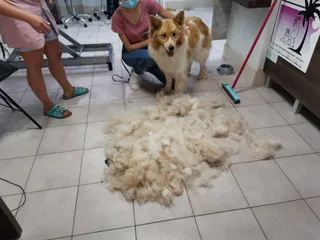 Psia Oaza
