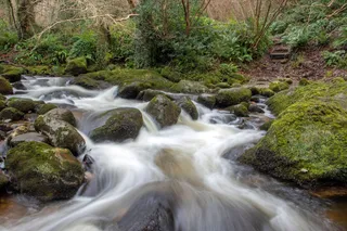 Knocksink Wood