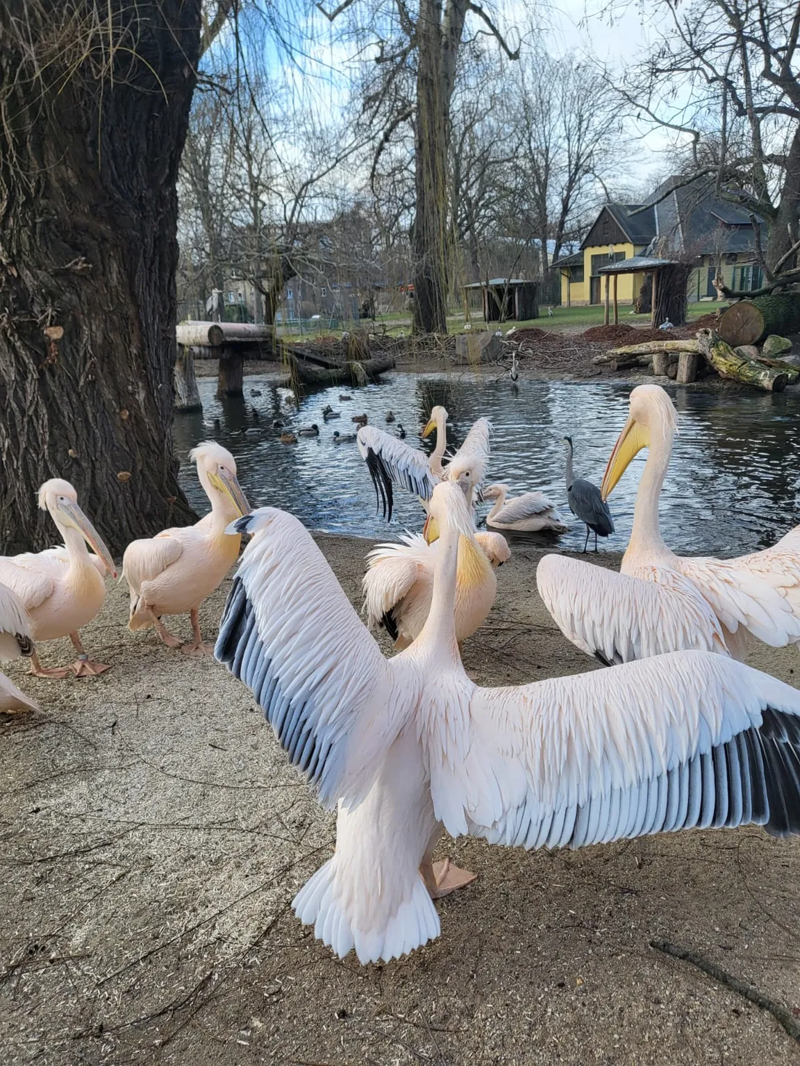 Ogród zoologiczny w Dreźnie