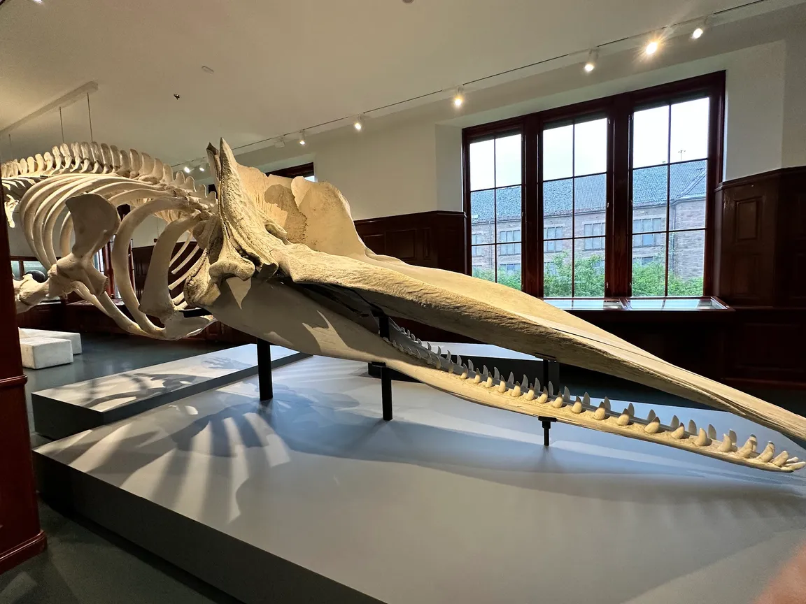 Naturhistorisk museum