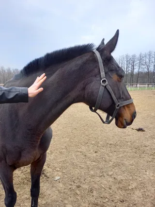 PaTaTaj. Szkoła jazdy konnej