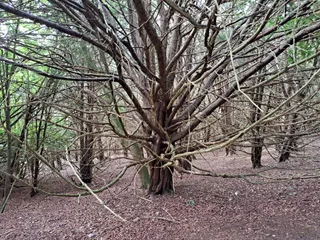 Kingley Vale