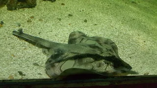 Blue Reef Aquarium Portsmouth