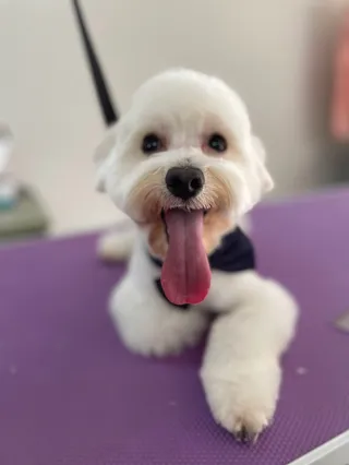 Dog Spot | Groomer Stalowa Wola