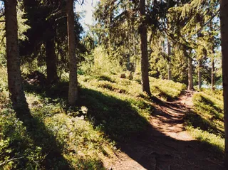 Tømmerholtdammen