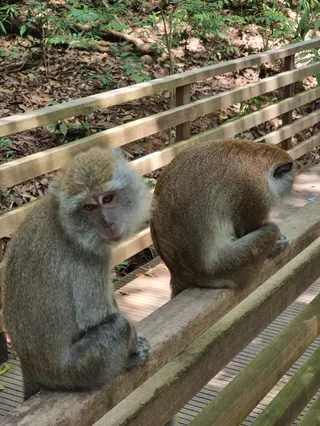 TreeTop Walk