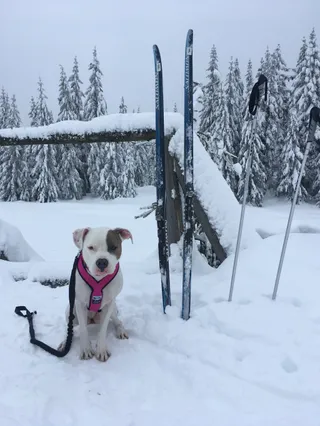 PETSI the dog's out fun!