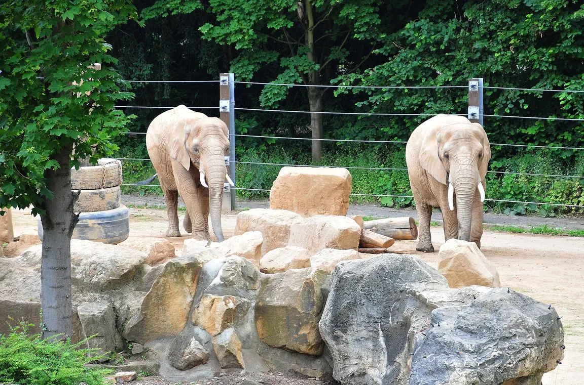 Ogród zoologiczny w Dreźnie