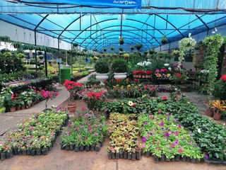 Vivero Kaavoty