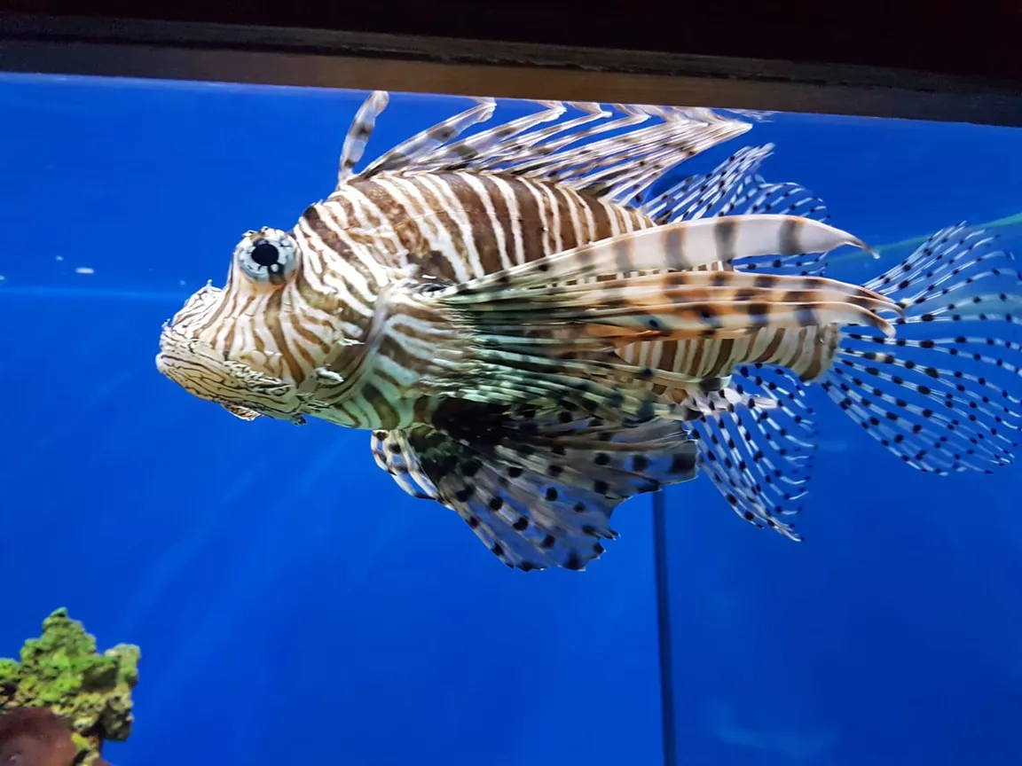 German Oceanographic Museum