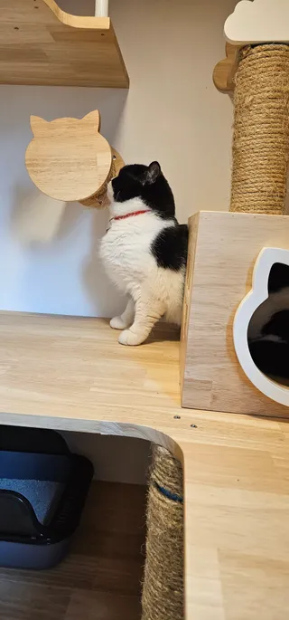 AMMY Cat House