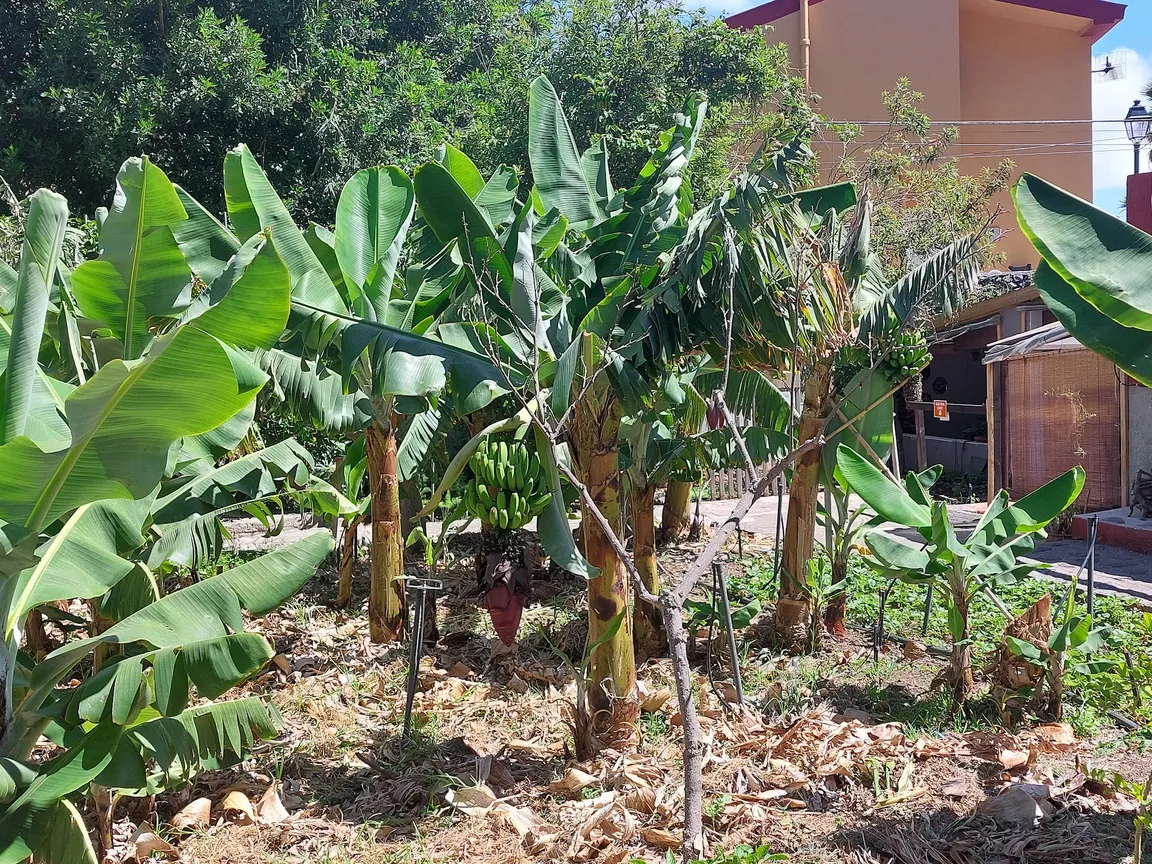 Museo PEG Los Telares, El Parque Etnográfico de La Gomera