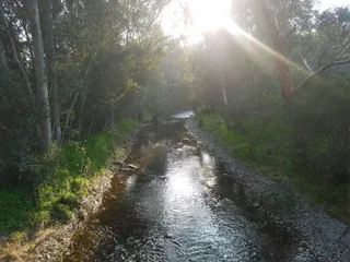 Linear Park