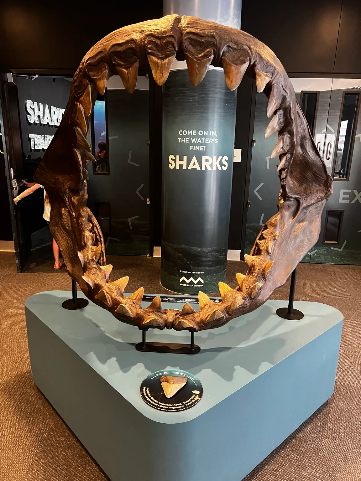 Shark exhibition at Frost Museum