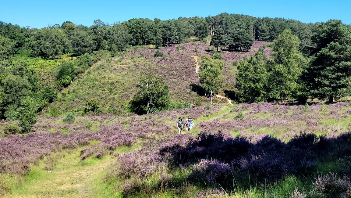 Old Lodge Nature Reserve