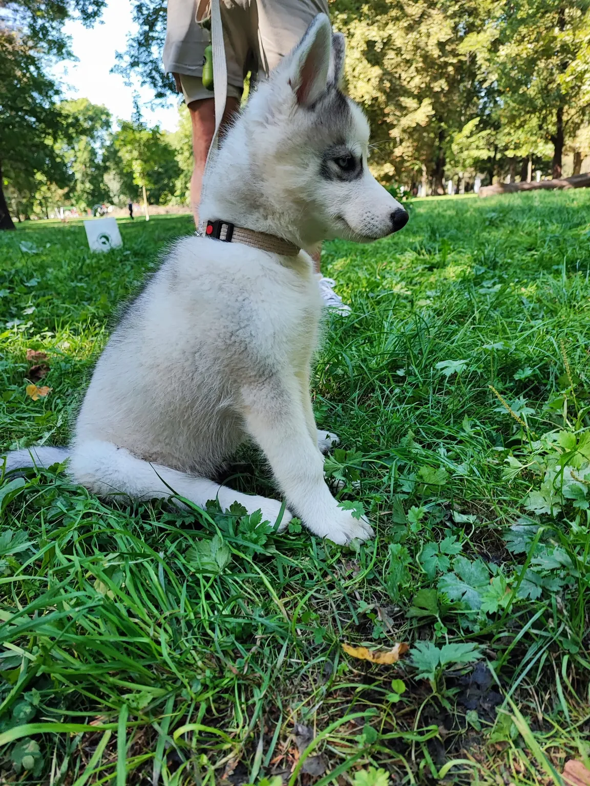 Daodog Szkolenie Psów Warszawa Wola