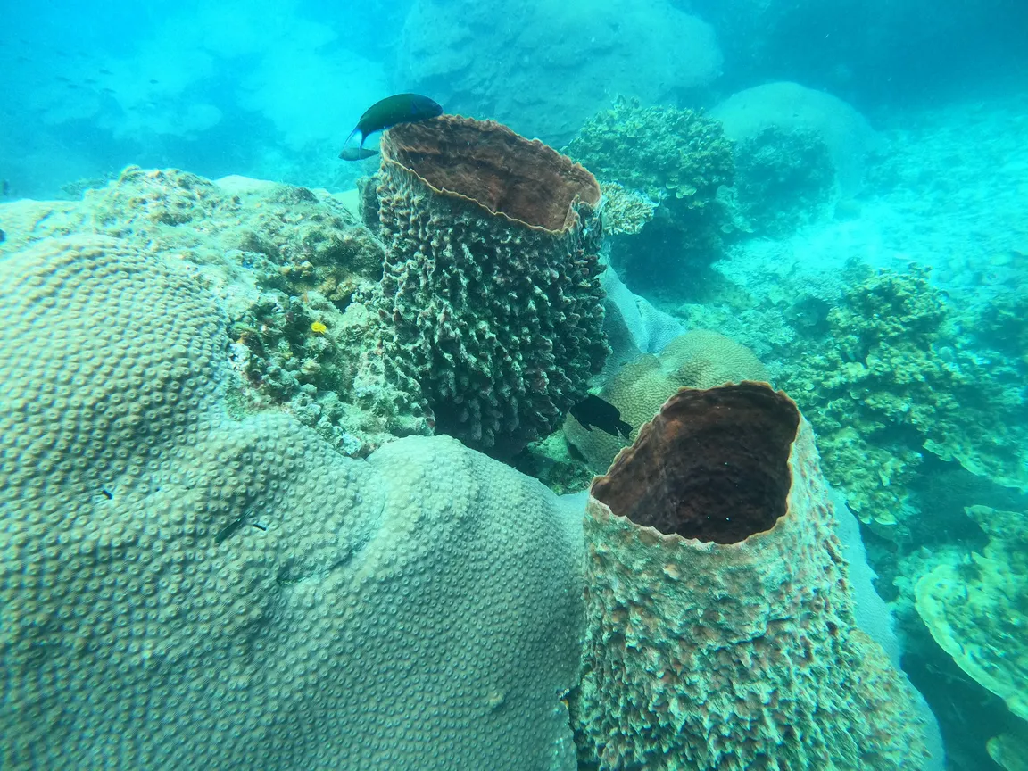 Silent Divers | Diving Koh Samui | PADI 5-Star Dive Center | PADI Courses & Diving Tours Koh Samui