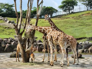 Kyushu Wildlife Park African Safari